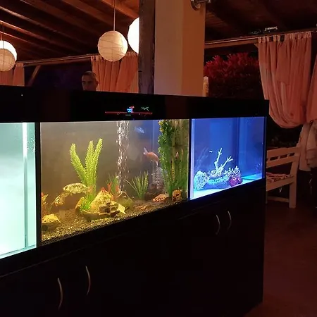 Magic Dreams スヴェティ・ヴラス